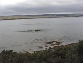 Seals in the Cromarty Firth as seen from Ardullie near the Cromarty Bridge, 27.2 miles from Carbisdale Castle youth hostel